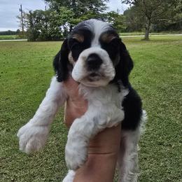 Queen - Black white and tan female Cocker Spaniel puppy in Florence, South Carolina from Reddick's American Cocker Spaniels