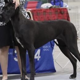 Margo - Great Dane