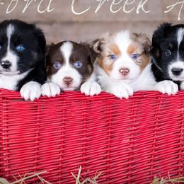 Australian Shepherds from Wexford Creek Aussies, LLC