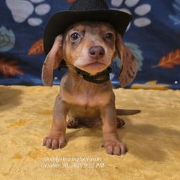 Caspian - Chocolate and cream male Dachshund puppy in Willard, Utah from Simply Sharing Love
