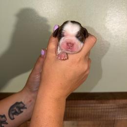 Cove - Liver white and tan male English Springer Spaniel puppy in Williston, Florida from Parks Paradise Springers