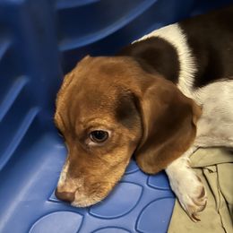 Beagles from PJ's Beagles