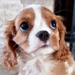 Cavalier King Charles Spaniels from Cavalier Kingdom San Diego