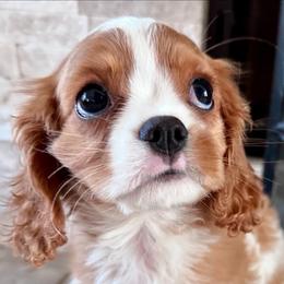 Cavalier King Charles Spaniels from Cavalier Kingdom San Diego