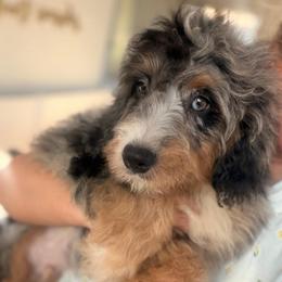 Lemonade - Blue merle male Bernedoodle puppy in North Royalton, Ohio from Johnson's Doodles