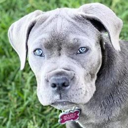 Cane Corso from Sawtooth Cane Corso