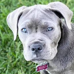 Cane Corso from Sawtooth Cane Corso