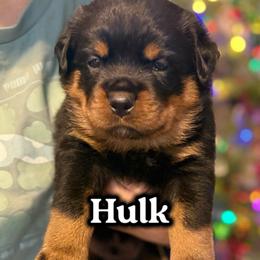 Hulk - Black and mahogany male Rottweiler puppy in Grass Valley, California from Rottweiler vom Hause Wolf