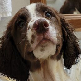 English Springer Spaniels from Madeline Browne's English Springer Spaniels