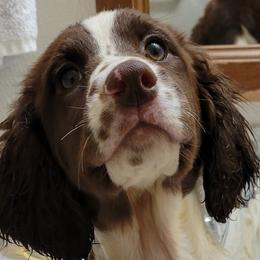 English Springer Spaniels from Madeline Browne's English Springer Spaniels