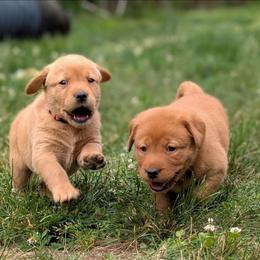 Female Puppy Spot - Yellow female Labrador Retriever puppy in Millville, New Jersey from Puzzles Labradors