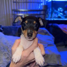 Pup D - White black and tan female Toy Fox Terrier puppy in Clermont, Florida from Debbie Hiles's Toy Fox Terriers