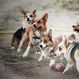 Pembroke Welsh Corgis from Custom King Corgi