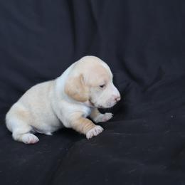 Cooper - Cream male Dachshund puppy in Fredericksburg, Ohio from William's Dachshunds