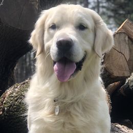 Ruze - Golden Retriever