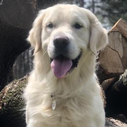 Ruze - Golden Retriever