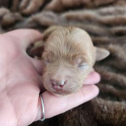 Karat - Red  female Goldendoodle puppy in Grand Junction, Colorado from QP Doodles
