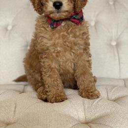 Labradoodle Puppies from Ruby Doo’s Doodles