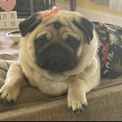 Pricilla - Pug