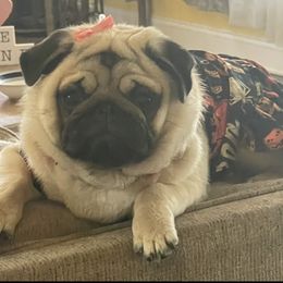 Pricilla - Pug