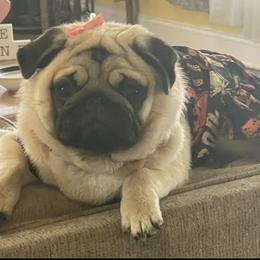 Pricilla - Pug