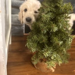 Baby Biscuit - Cream female Goldendoodle puppy in Louisburg, North Carolina from Lakes Golden Doodles