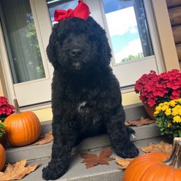 Oaklynn - Black female Goldendoodle puppy in Prosperity, Pennsylvania from Stelladoodles & Company