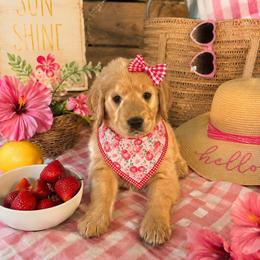 Red collar - Cream female Goldendoodle puppy in Aurora, Illinois from Chicago Goldendoodles