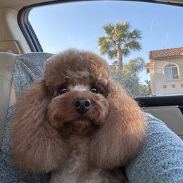 Fiona - Red  female Poodle puppy in California from Yorkie & Maltese Royalty