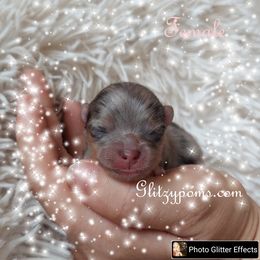 Pomeranian Puppies from Glitzypoms