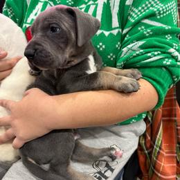 Brandon Lake - Blue male Great Dane puppy in Florida from Beachside Kennels
