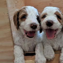 Bernedoodle, Goldendoodle, and Sheepadoodle Puppies from Teddy doodles & standard poodles