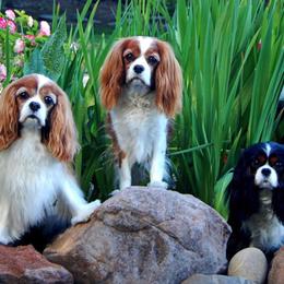 Cavalier King Charles Spaniels from Castle Peak Cavaliers