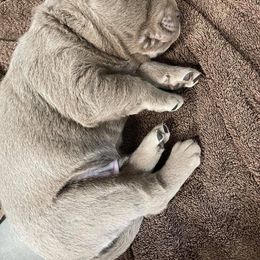 Dilute Retriever Puppies from Crowley’s Ridge Silver Labs