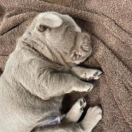 Dilute Retriever Puppies from Crowley’s Ridge Silver Labs