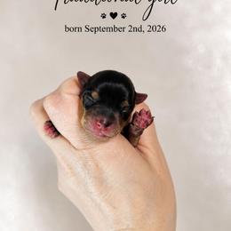Twyla - Black and tan female Yorkshire Terrier puppy in Moses Lake, Washington from Harmony Hills Yorkies