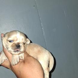 Boy 1 - Cream and white male Shih Tzu puppy in Birmingham, Alabama from K&D kennels