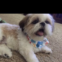 Gunner - Shih Tzu
