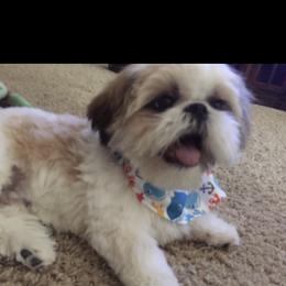 Gunner - Shih Tzu