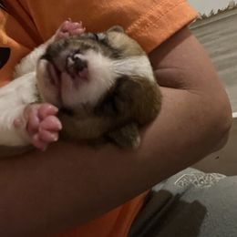 Pembroke Welsh Corgi Puppies from Thistle patch corgi farm