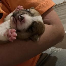 Pembroke Welsh Corgi Puppies from Thistle patch corgi farm