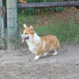 Buttons - Pembroke Welsh Corgi