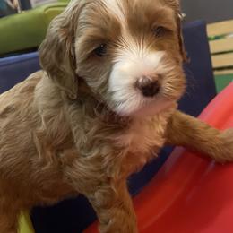 Australian Labradoodle Puppies from NoodleDoodles LLC