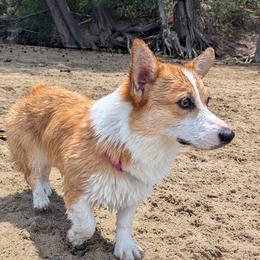 Pembroke Welsh Corgi All Grown Up from PBJ Corgis