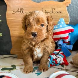 Dale - Red  male Goldendoodle puppy in Garden Grove, California from Sunkissed Doodles
