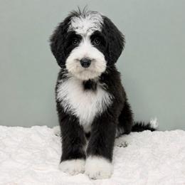 Mac - male Labradoodle puppy in Springfield, Ohio from Dawson & Daryn's Royal Companions