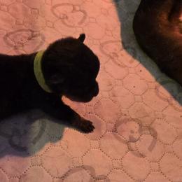 Mr. Green Collar - Black and mahogany male Rottweiler puppy in Clarksburg, West Virginia from Vom Peiffley Rottweilers, LLC