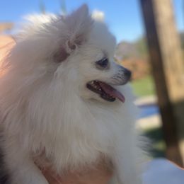 Lumen - Pomeranian