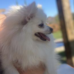 Lumen - Pomeranian