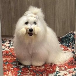 Coton de Tulear All Grown Up from Young at Heart Cotons